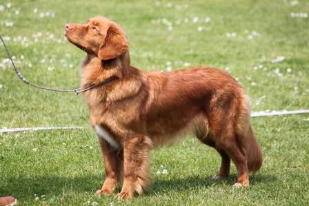 Ziva of red glory